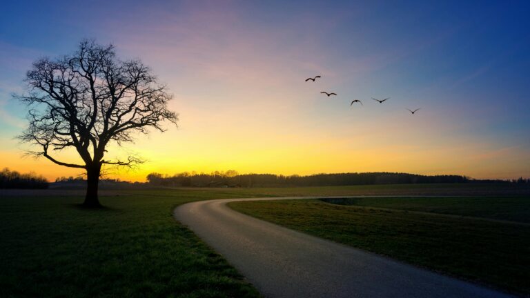 A winding country road at sunset, a bare tree and a line of birds against the sky